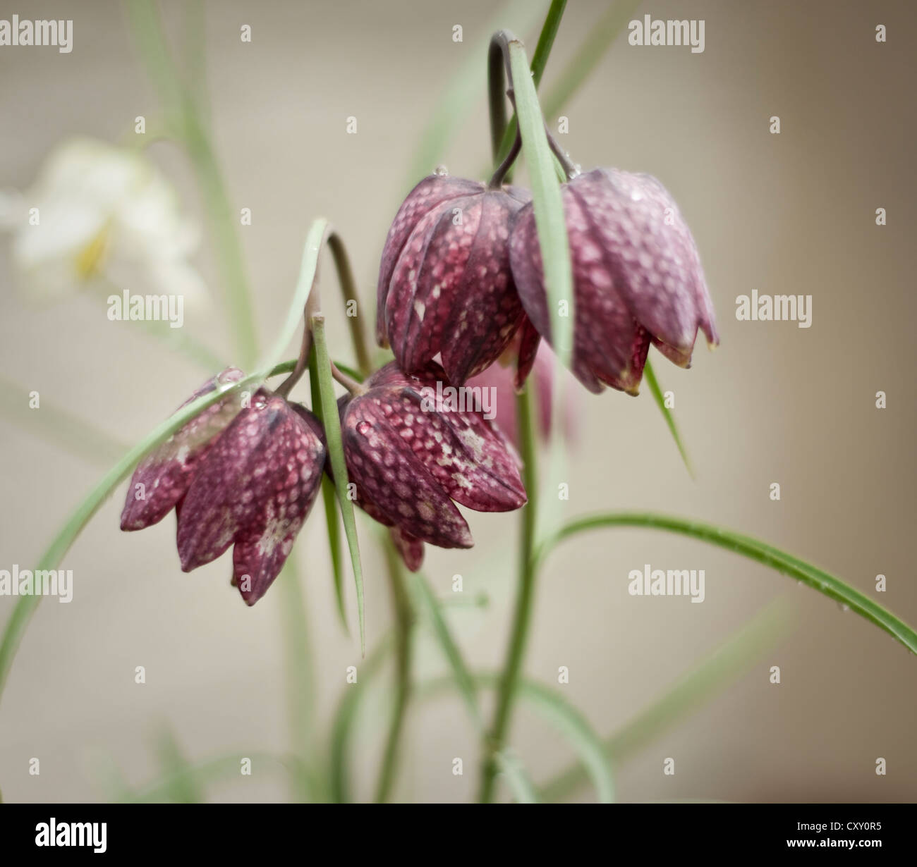 Fritilaria meleagris, AGM (tête de serpents Fritillary) avec raindrops. Mars. South Devon, Royaume-Uni Banque D'Images