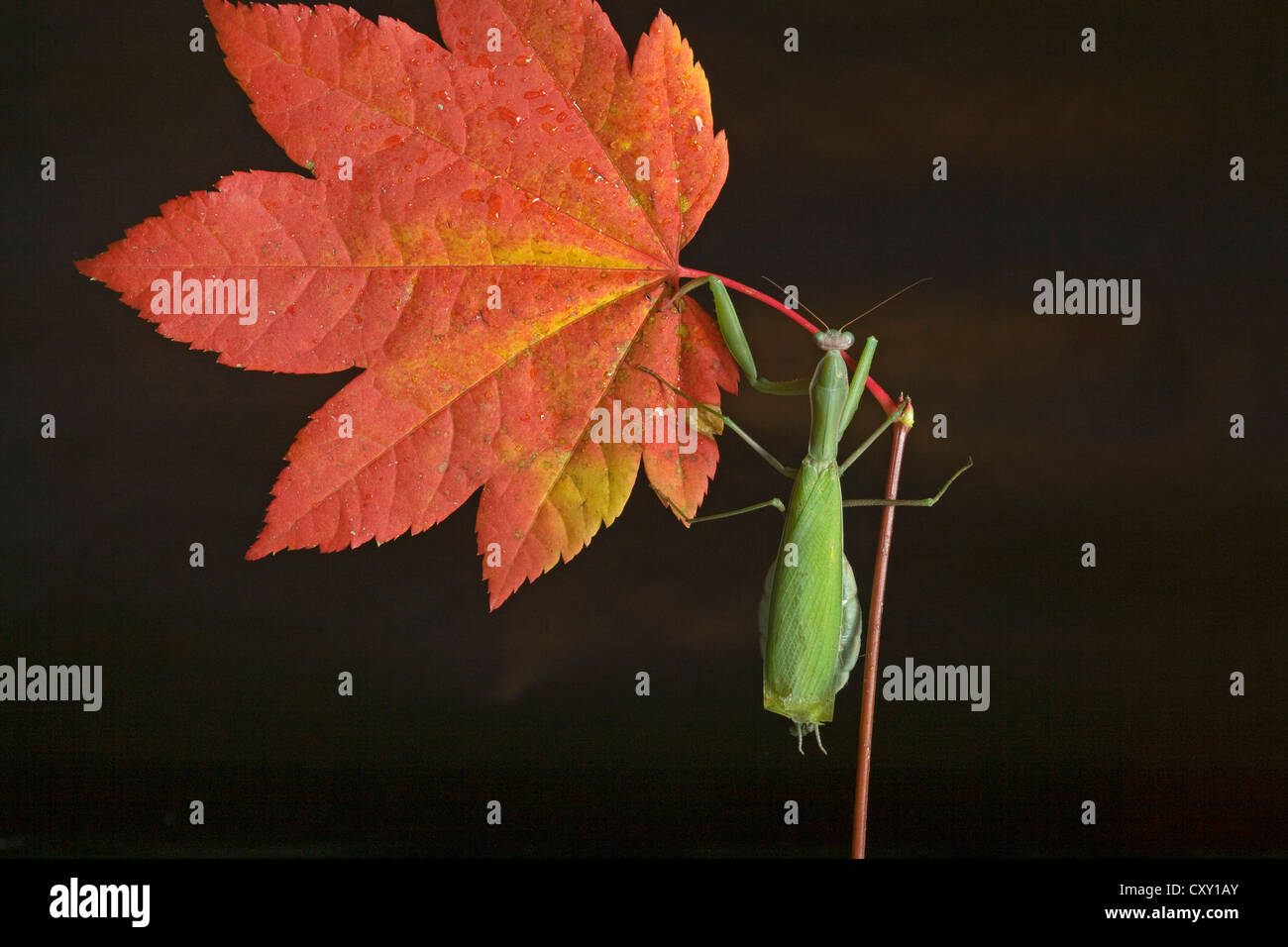 Une mante religieuse sur une feuille d'érable de l'automne Banque D'Images