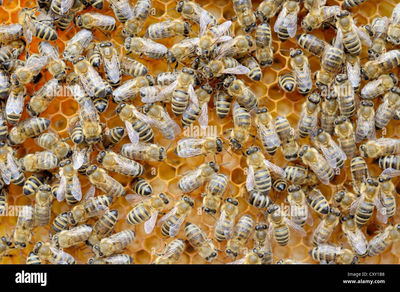 Les abeilles domestiques (Apis mellifera), les ouvrières s'occupent d'le couvain, les larves, vers 8 jours Banque D'Images