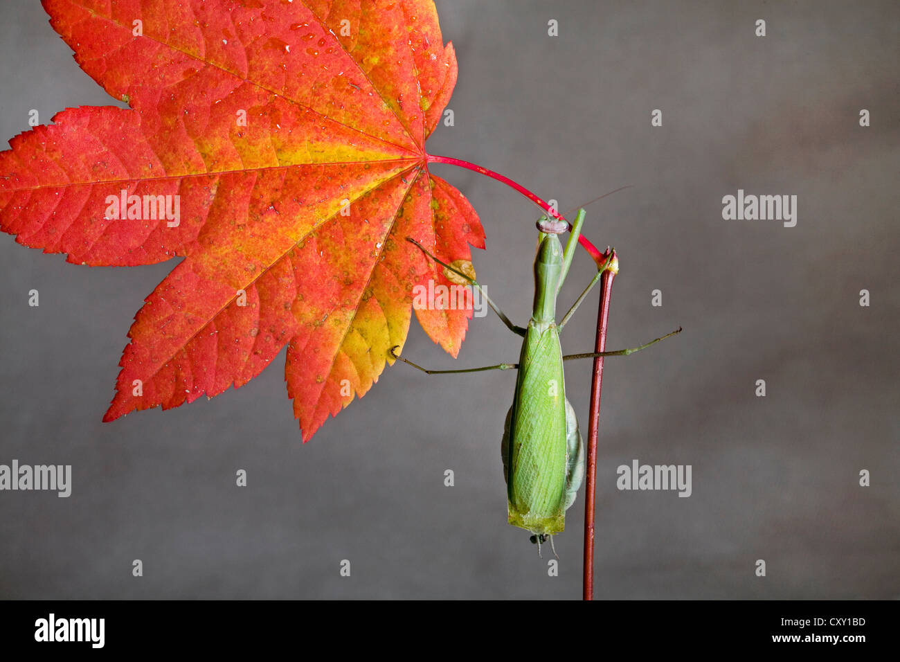 Une mante religieuse sur une feuille d'érable de l'automne Banque D'Images
