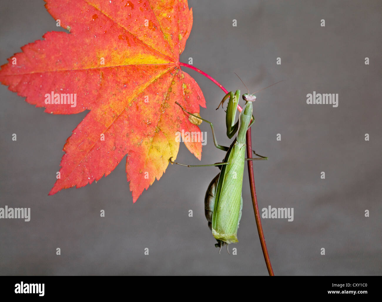 Une mante religieuse sur une feuille d'érable de l'automne Banque D'Images