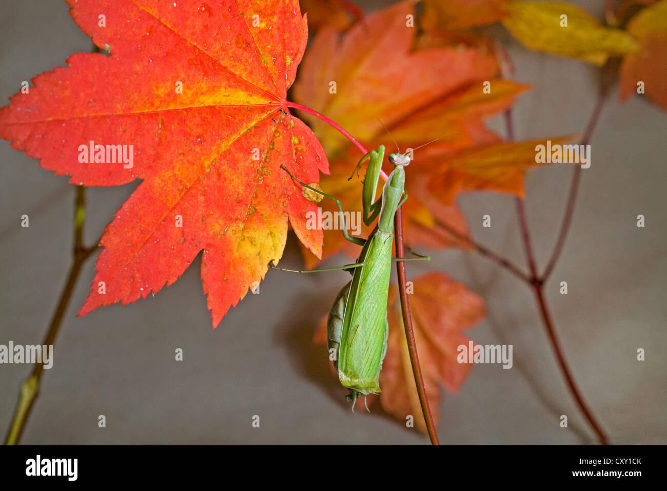 Une mante religieuse sur une feuille d'érable de l'automne Banque D'Images