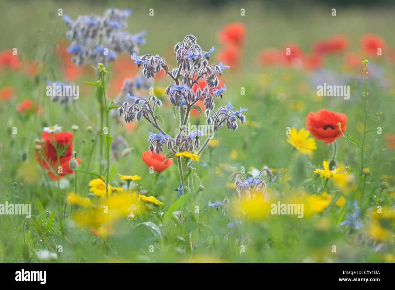 Pré des Fleurs de coquelicots (Papaver rhoeas) et de bourrache (Borago officinalis), Haren, région de l'Emsland, Basse-Saxe Banque D'Images