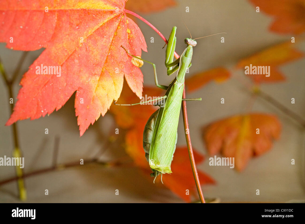 Une mante religieuse sur une feuille d'érable de l'automne Banque D'Images
