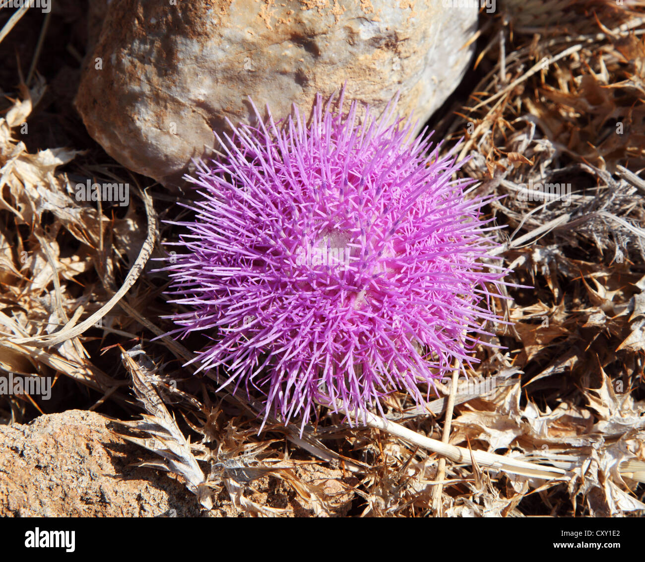 Purple thistle flower dans le reste de la Ville et Palais Minoen de Malia Crète Grèce Banque D'Images