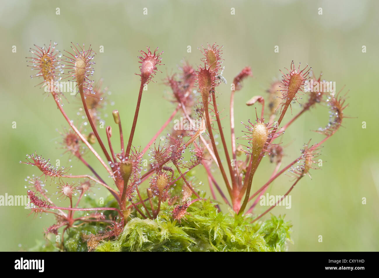 Les rossolis à feuilles rondes, rossolis (Drosera rotundifolia), Wesuweermoor tourbière, de l'Ems, Basse-Saxe Banque D'Images