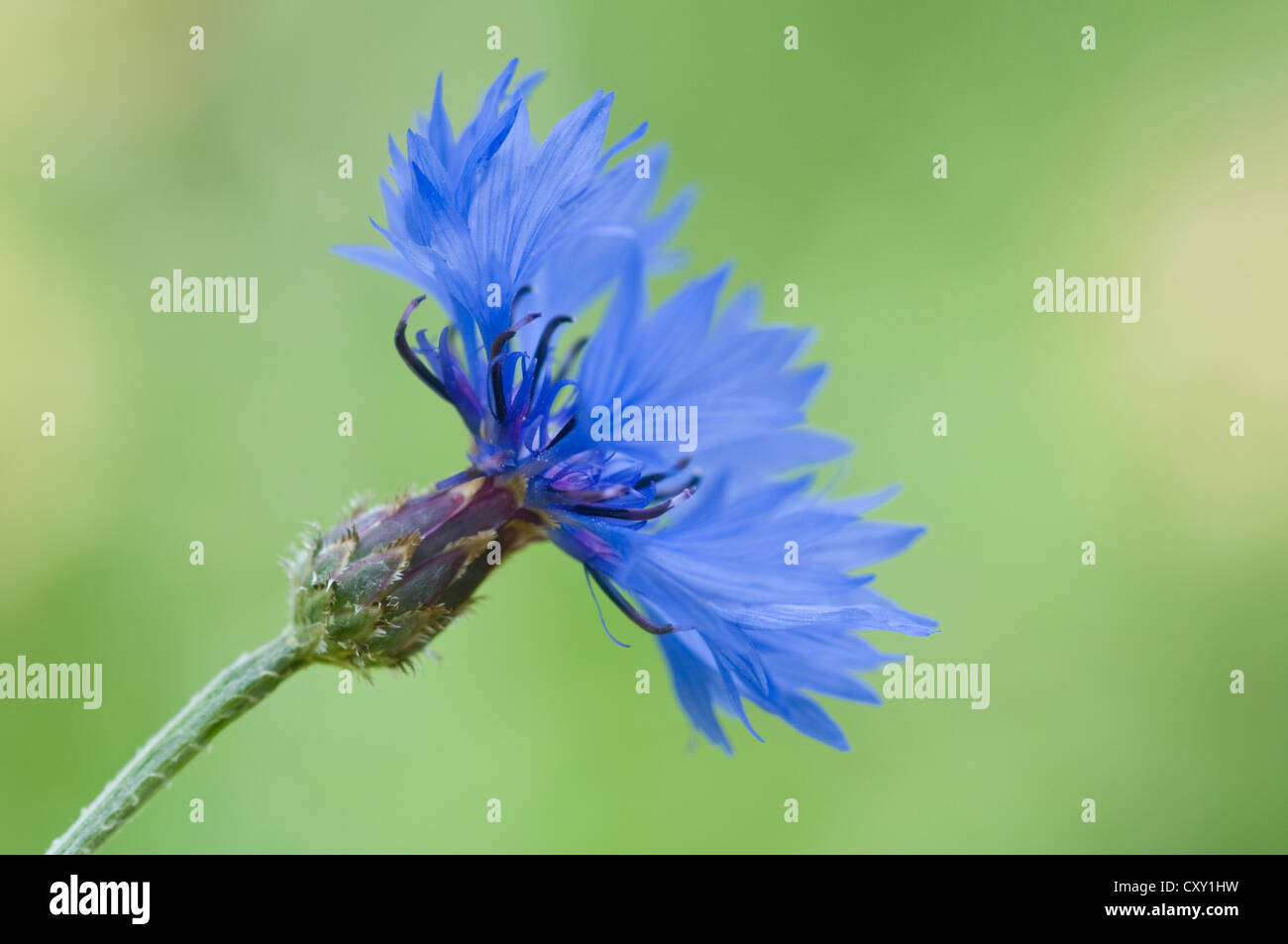 Bleuet, bouton baccalauréat (Centaurea cyanus), Haren, de l'Ems, Basse-Saxe Banque D'Images