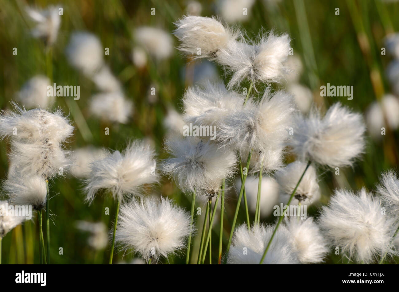 La floraison du lièvre-queue de linaigrettes linaigrettes de buttes ou gainés Cottonsedge (Eriophorum vaginatum) Banque D'Images