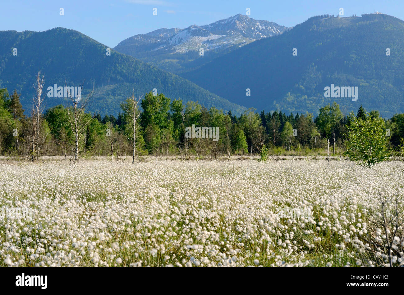 La floraison du lièvre-queue de linaigrettes linaigrettes de buttes ou gainés Cottonsedge (Eriophorum vaginatum), tapis d'herbe à fleurs Banque D'Images