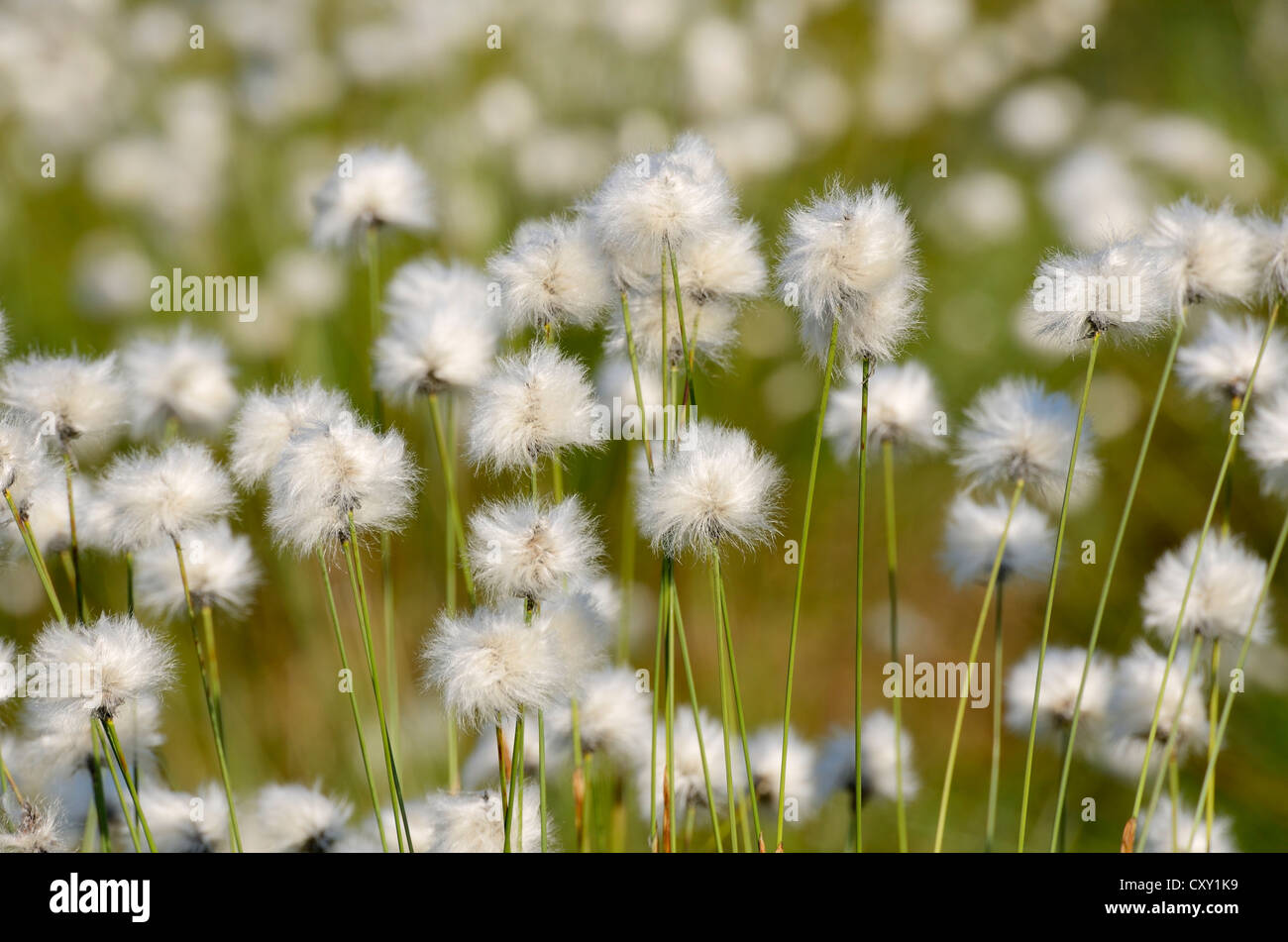 La floraison du lièvre-queue de linaigrettes linaigrettes de buttes ou gainés Cottonsedge (Eriophorum vaginatum) Banque D'Images