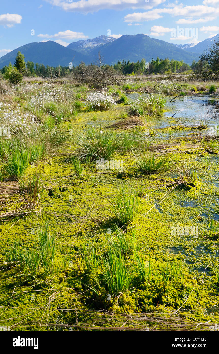 Tourbière envasés étang avec la floraison du lièvre-queue de linaigrettes linaigrettes de buttes ou gainés Cottonsedge (Eriophorum vaginatum) et Banque D'Images