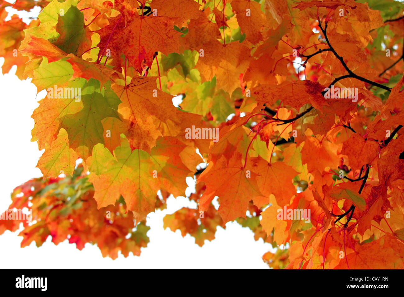 Les feuilles colorées de l'érable à l'automne sur fond blanc. Banque D'Images