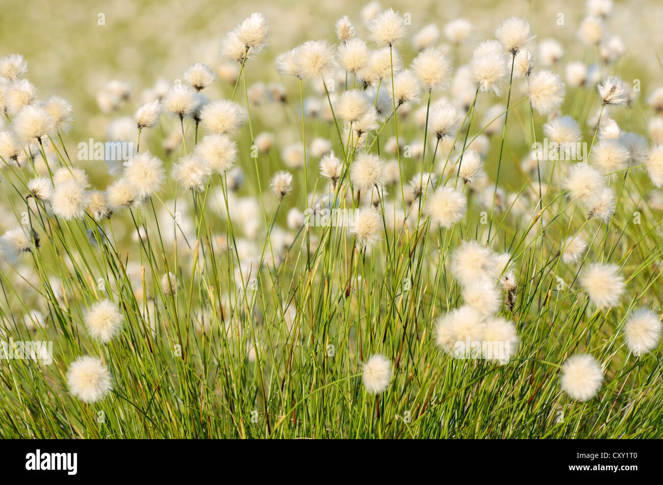 Hare's tail-Linaigrettes Linaigrettes de buttes ou gainés Cottonsedge (Eriophorum vaginatum L.) en fleur, près de Rosenheim Banque D'Images