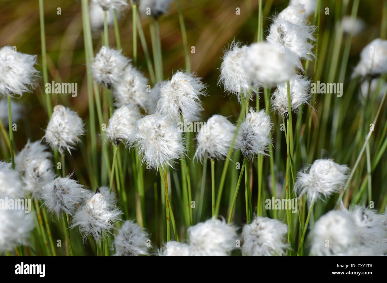 Hare's tail-Linaigrettes Linaigrettes de buttes ou gainés Cottonsedge (Eriophorum vaginatum L.) en fleur après la pluie Banque D'Images