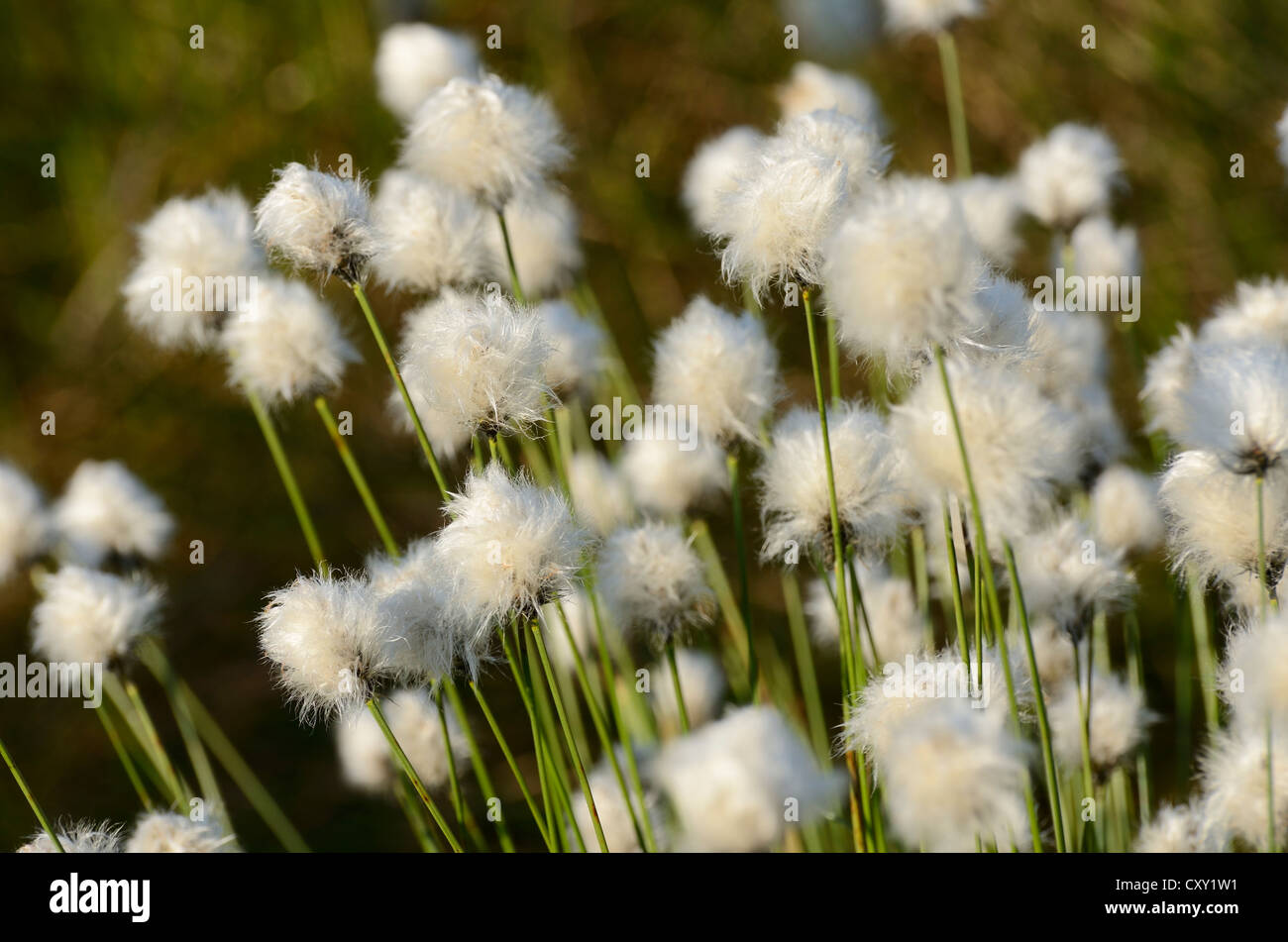 Hare's tail-Linaigrettes Linaigrettes de buttes ou gainés Cottonsedge (Eriophorum vaginatum L.), près de Rosenheim, Bavière Banque D'Images