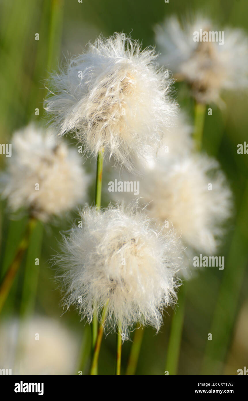 Hare's tail-Linaigrettes Linaigrettes de buttes ou gainés Cottonsedge (Eriophorum vaginatum L.), près de Rosenheim, Bavière Banque D'Images