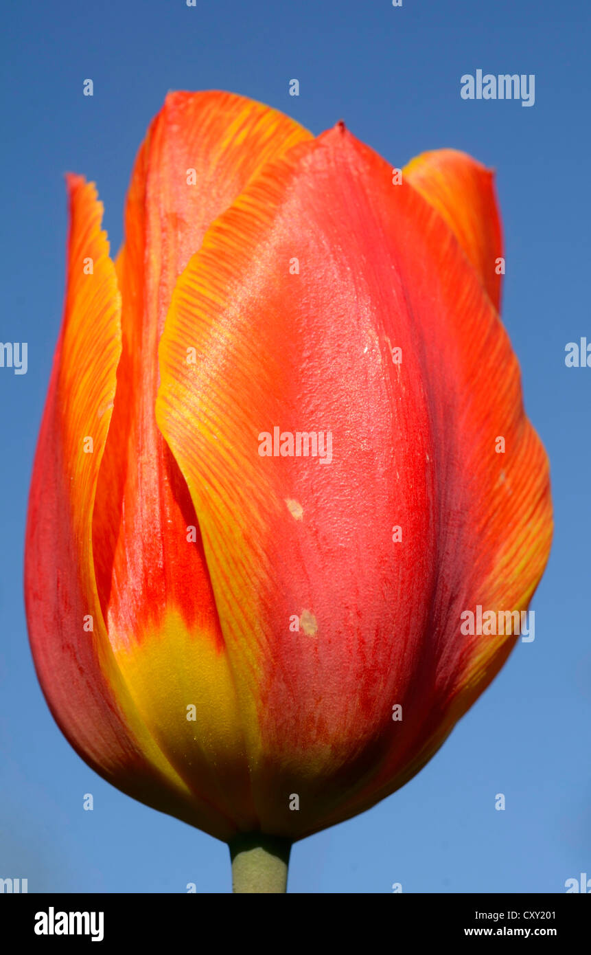 Double couleur des fleurs en forme de cloche, Tulip (Tulipa hybride, hybride) Banque D'Images