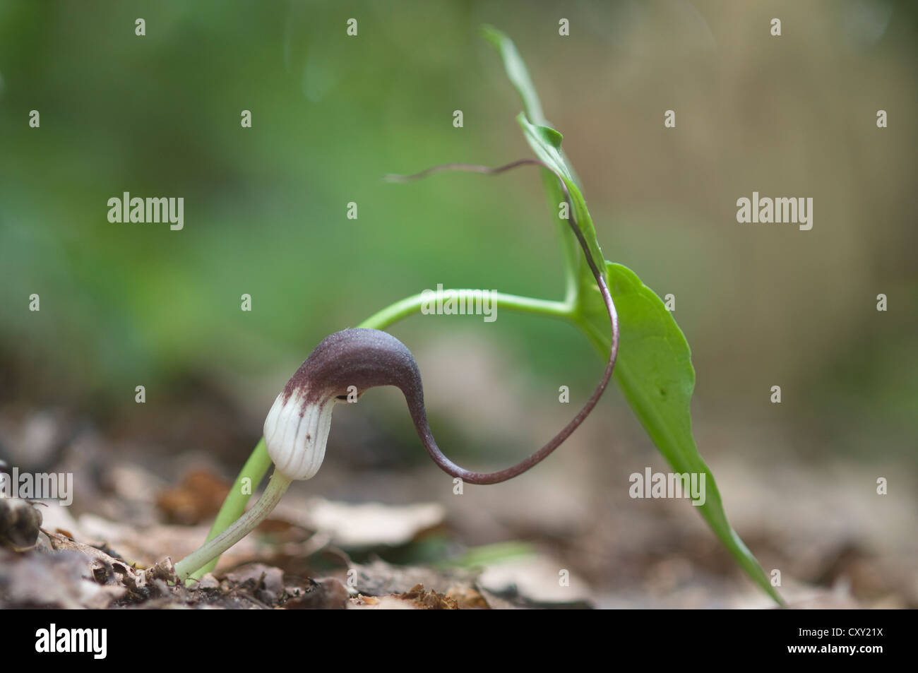 L'usine de la souris ou la souris de l'usine de queue (proboscidium Arisarum), Haren, région de l'Emsland, Basse-Saxe Banque D'Images