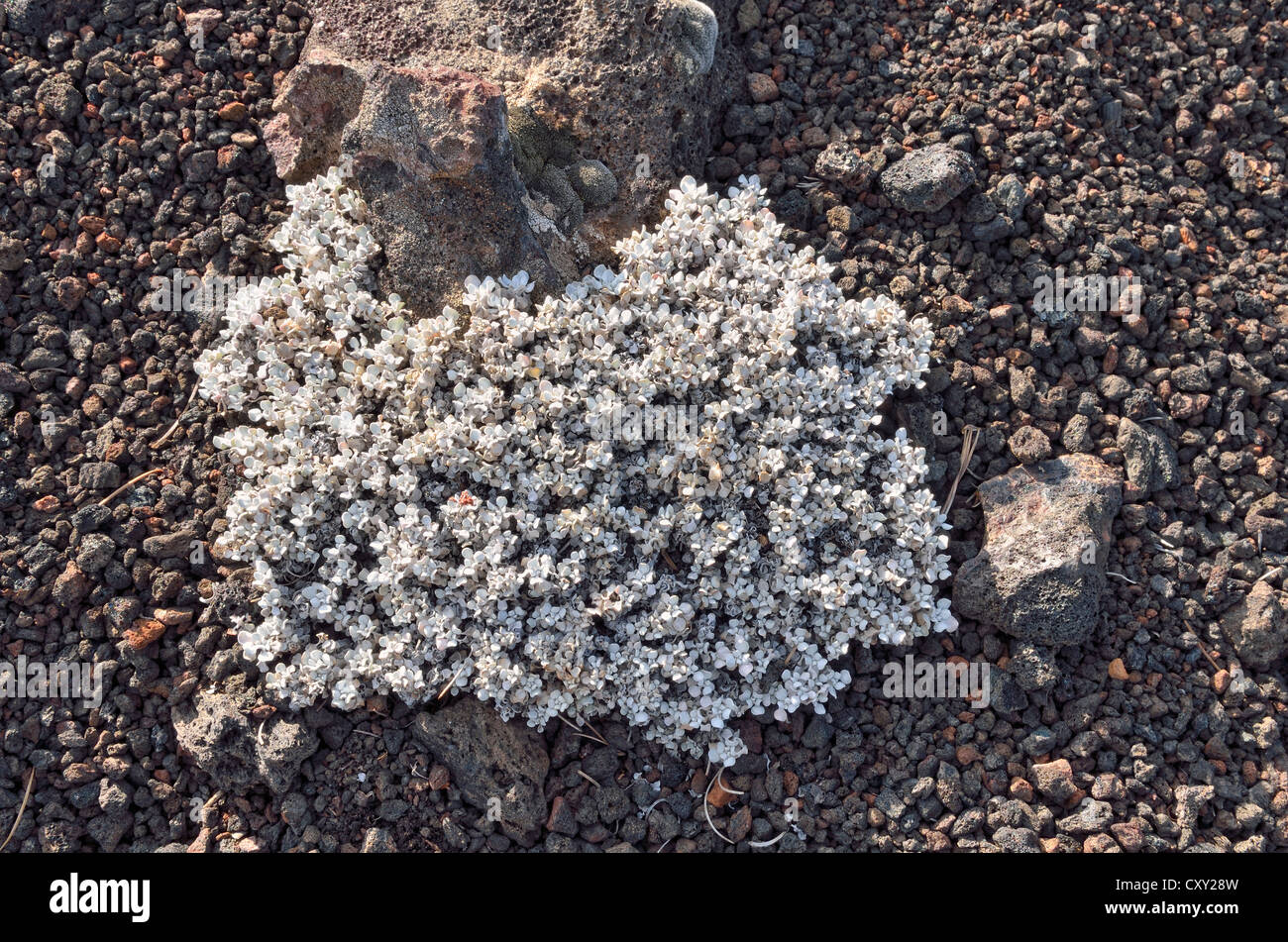La renouée liseron ou Sarrasin Coussin (Eriogonum ovalifolium), des cratères de la Lune National Monument, Arco, l'autoroute 20, New York, USA Banque D'Images