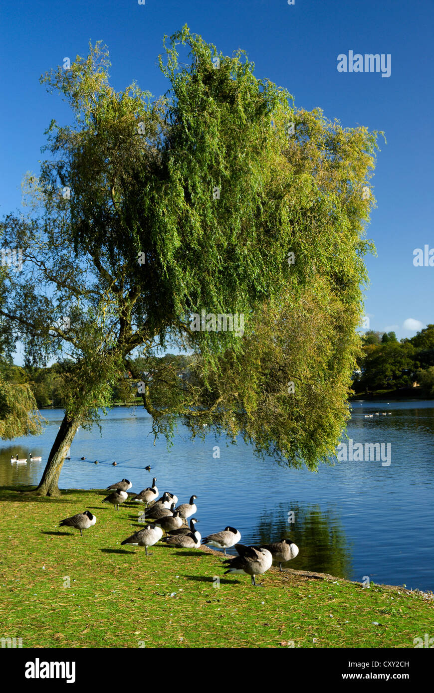 Willow Tree Roath Park Lake Wales uk cardiff sourh Banque D'Images