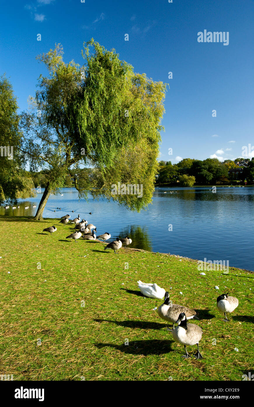 Willow Tree Roath Park Lake Wales uk cardiff sourh Banque D'Images