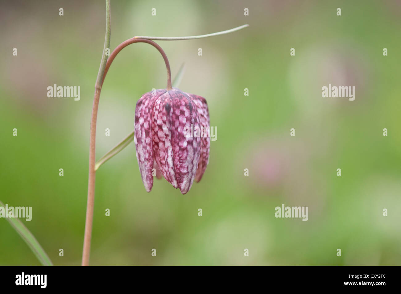 Tête du serpent ou de la jonquille à damier (Fritillaria meleagris), Haren, de l'Ems, Basse-Saxe Banque D'Images