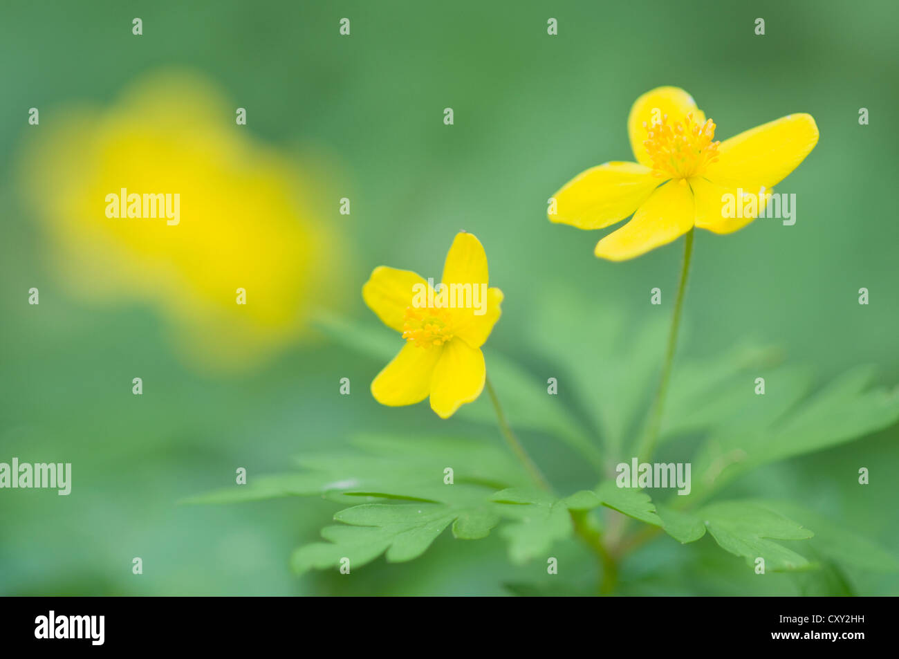 Le jaune Anémone des bois (Anemone ranunculoides), Haren, de l'Ems, Basse-Saxe Banque D'Images