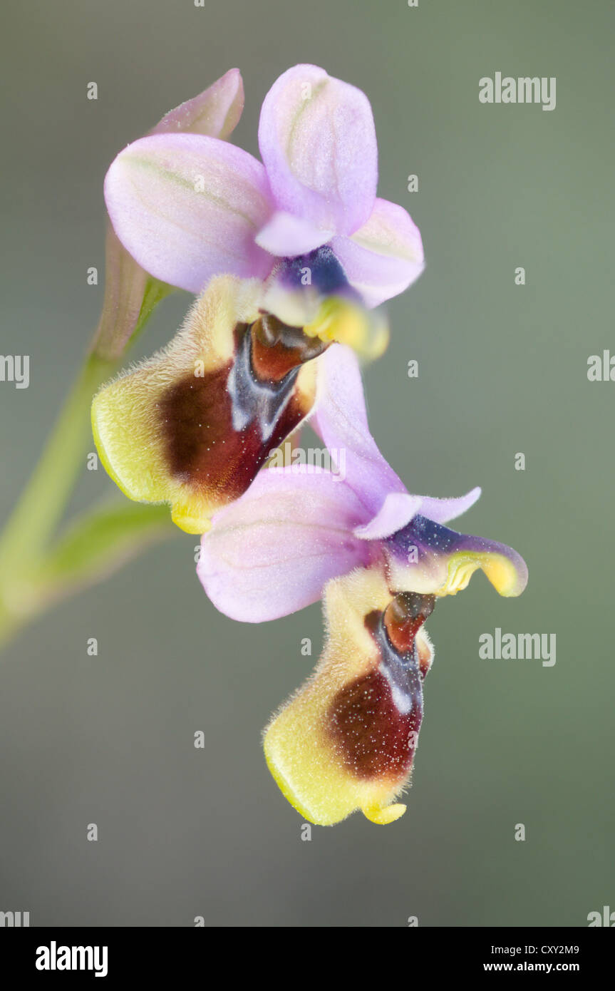 Tenthrèdes Orchid (Ophrys tenthredinifera), Port d'Andratx, Majorque, Espagne, Europe Banque D'Images