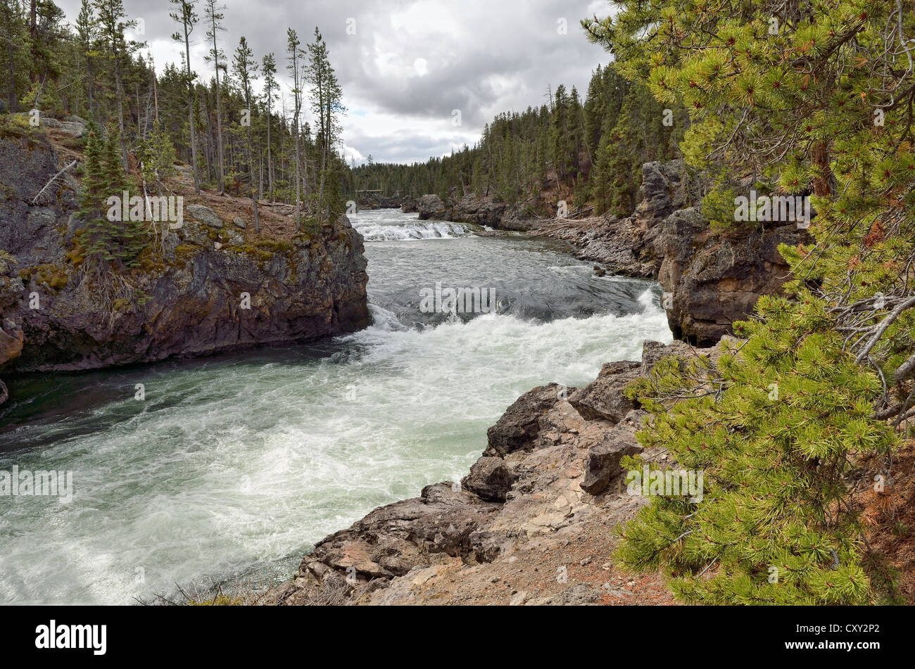 Bord de l'Upper Falls, Grand Canyon de la Yellowstone River, North Rim, le Parc National de Yellowstone, Wyoming, USA Banque D'Images