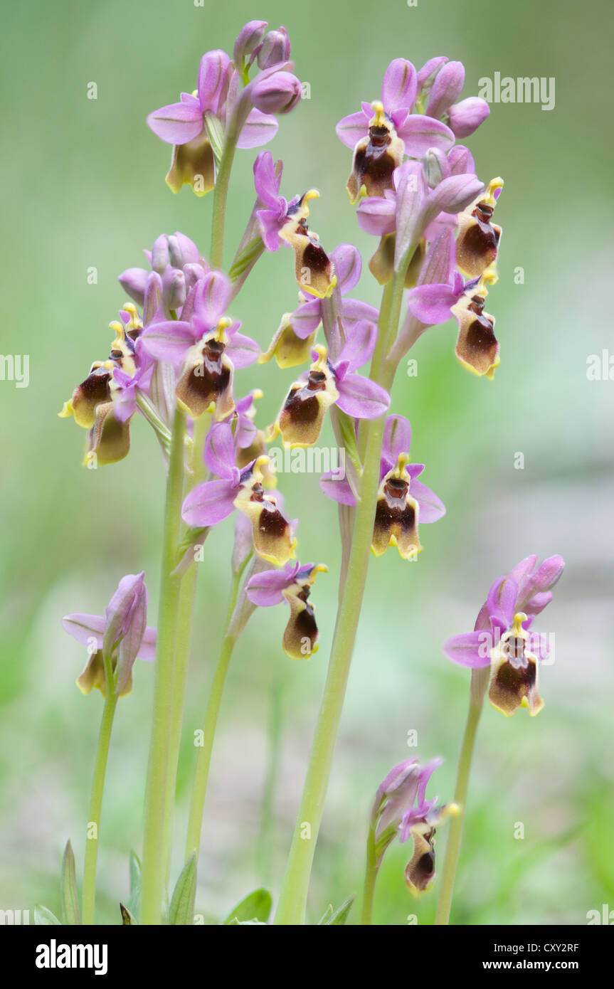 Vu-fly Orchid (Ophrys tenthredinifera), Port d'Andratx, Majorque, Espagne, Europe Banque D'Images
