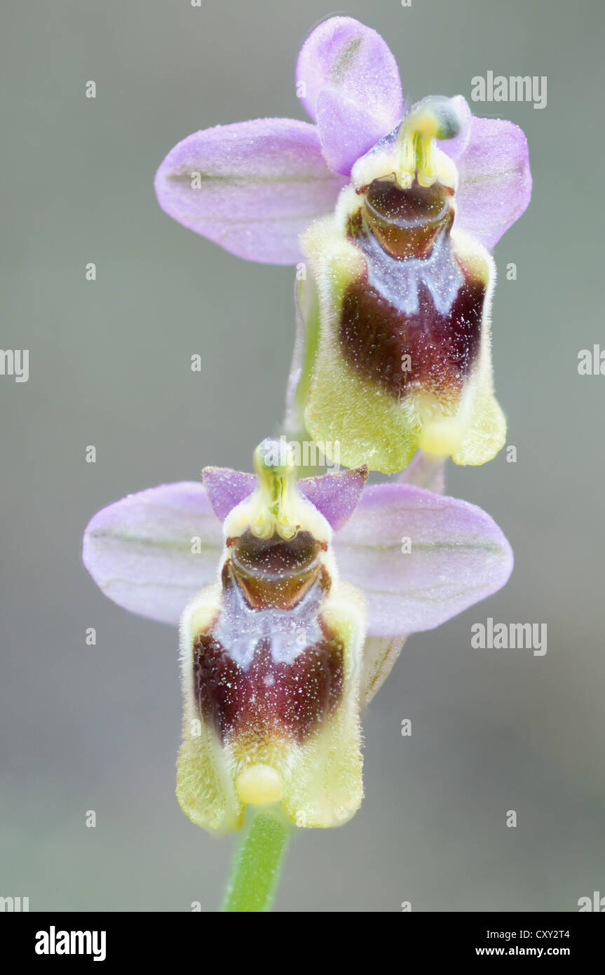 Tenthrèdes Orchid (Ophrys tenthredinifera), Port d'Andratx, Majorque, Espagne, Europe Banque D'Images