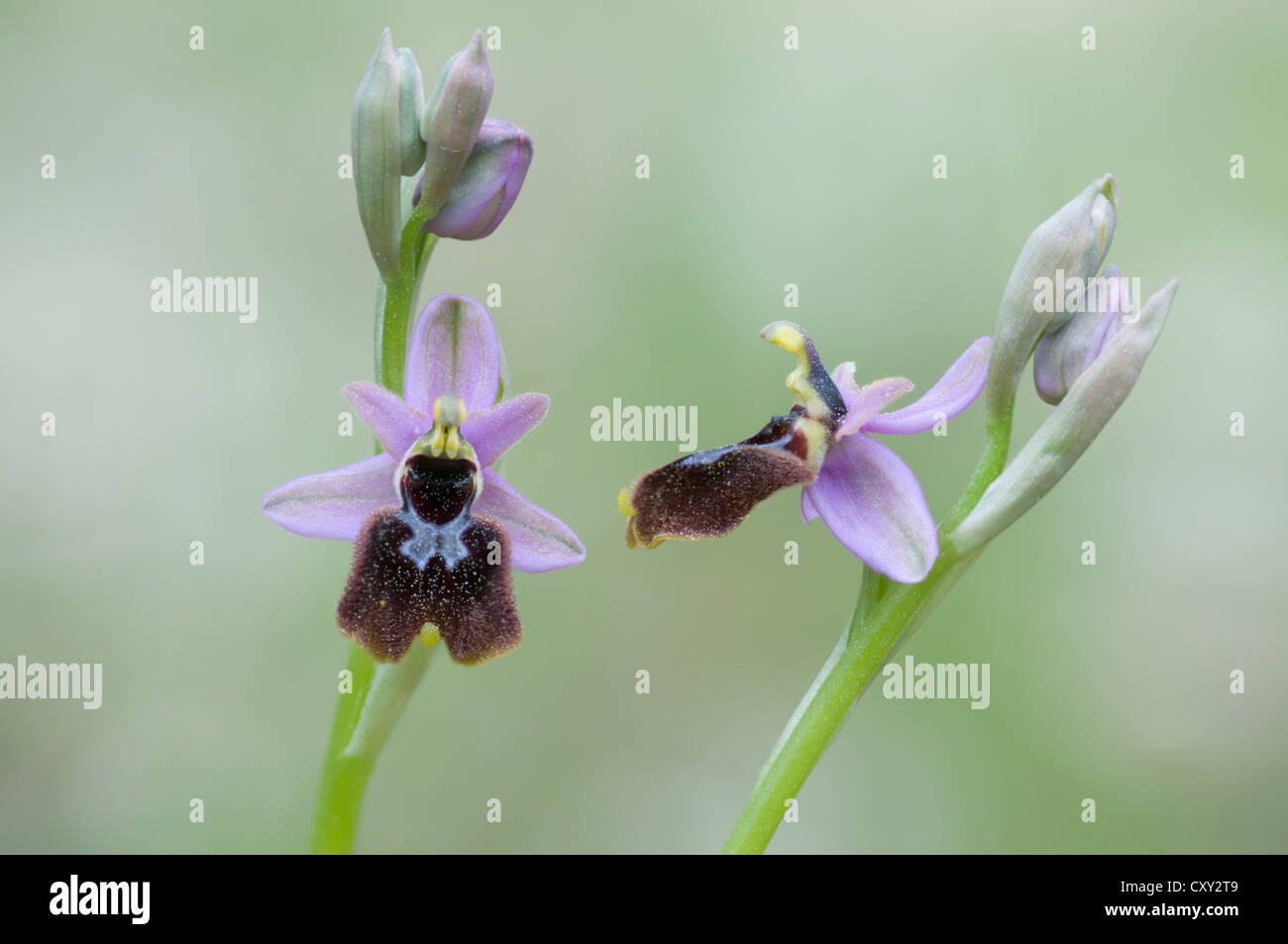 Tenthrèdes Orchid (Ophrys tenthredinifera), Port d'Andratx, Majorque, Espagne, Europe Banque D'Images