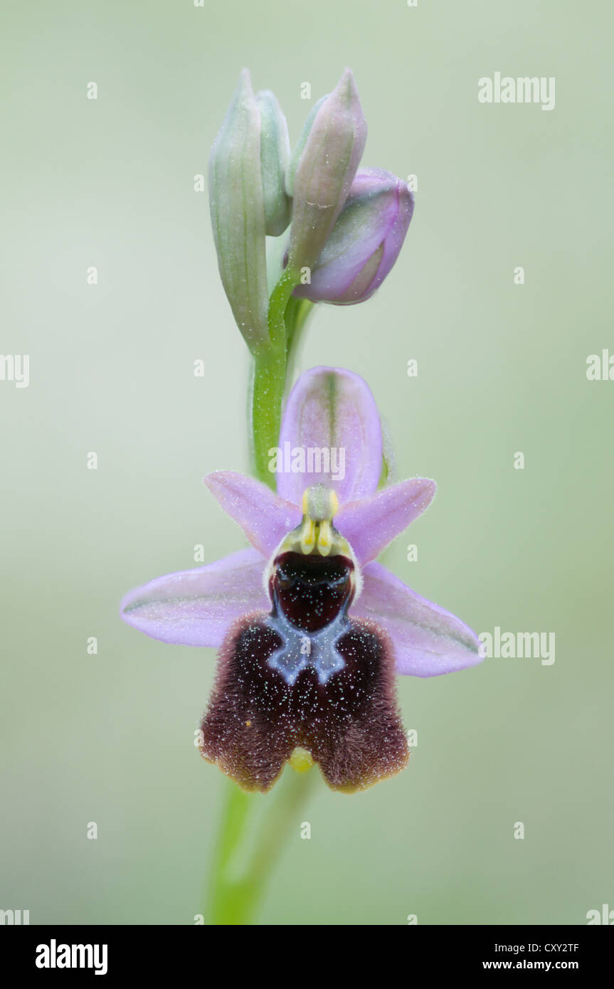 Tenthrèdes Orchid (Ophrys tenthredinifera), Port d'Andratx, Majorque, Espagne, Europe Banque D'Images