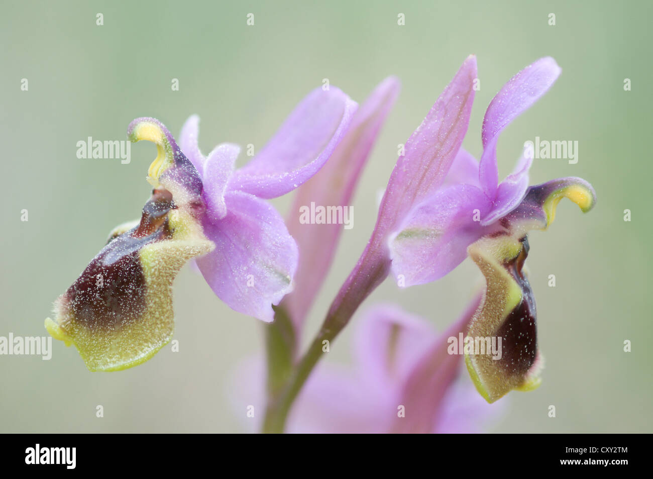 Tenthrèdes Orchid (Ophrys tenthredinifera), Port d'Andratx, Majorque, Espagne, Europe Banque D'Images