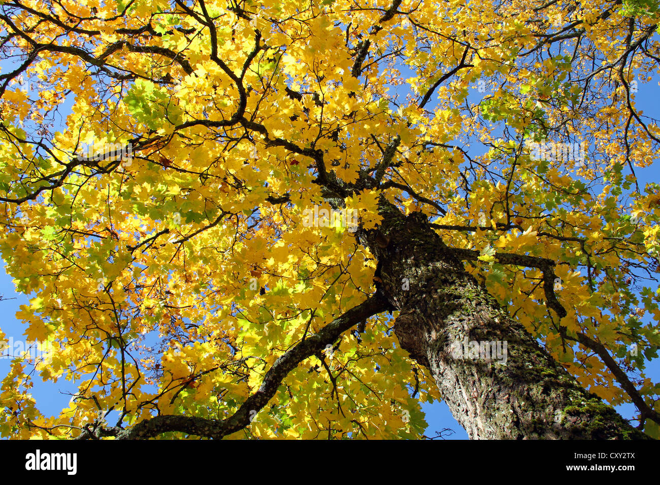Érable à feuilles d'automne jaune contre ciel bleu. Banque D'Images