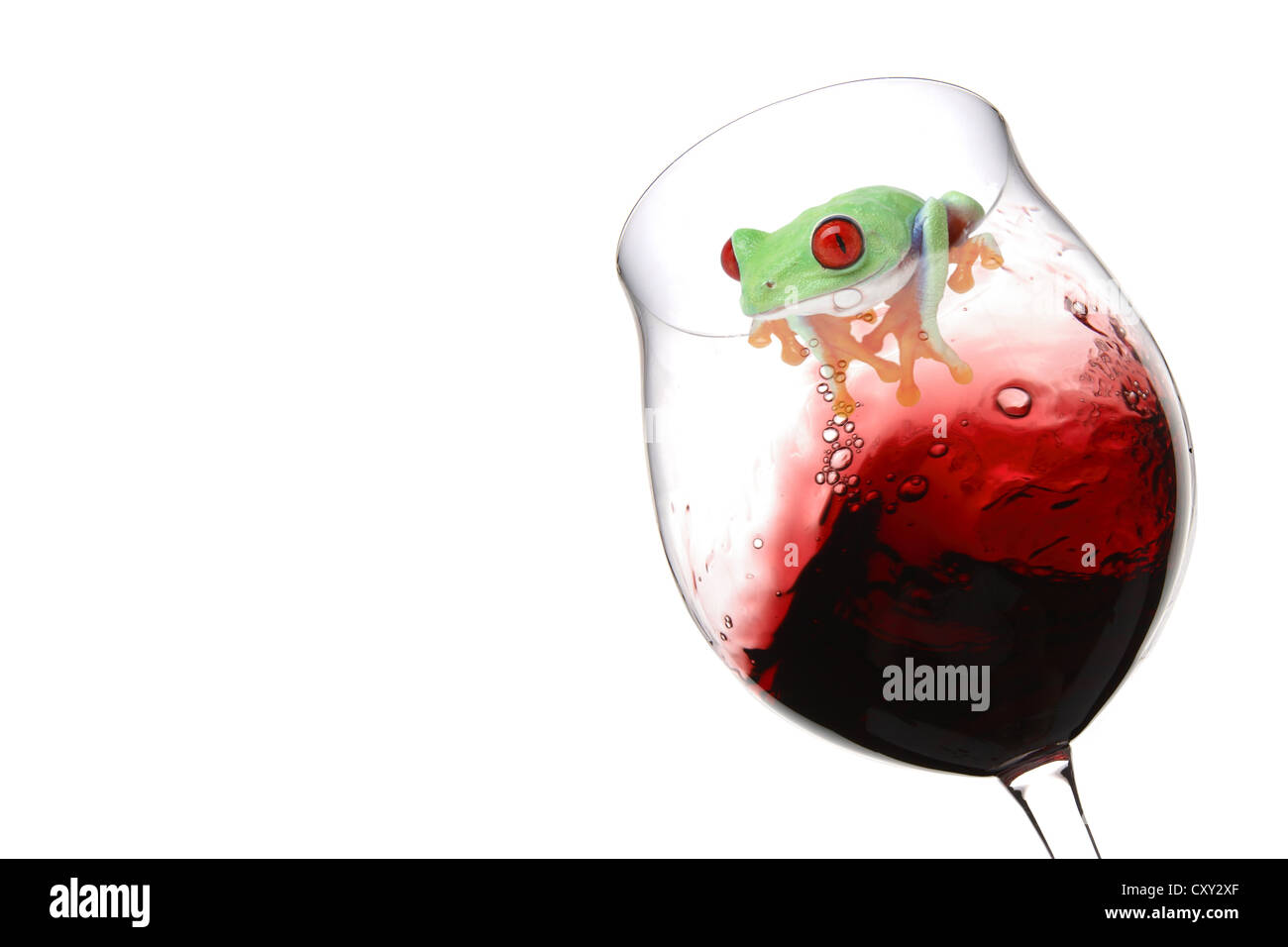 La Rainette aux yeux rouges (agalychnis callidryas) assis sur un verre à vin avec du vin rouge Banque D'Images