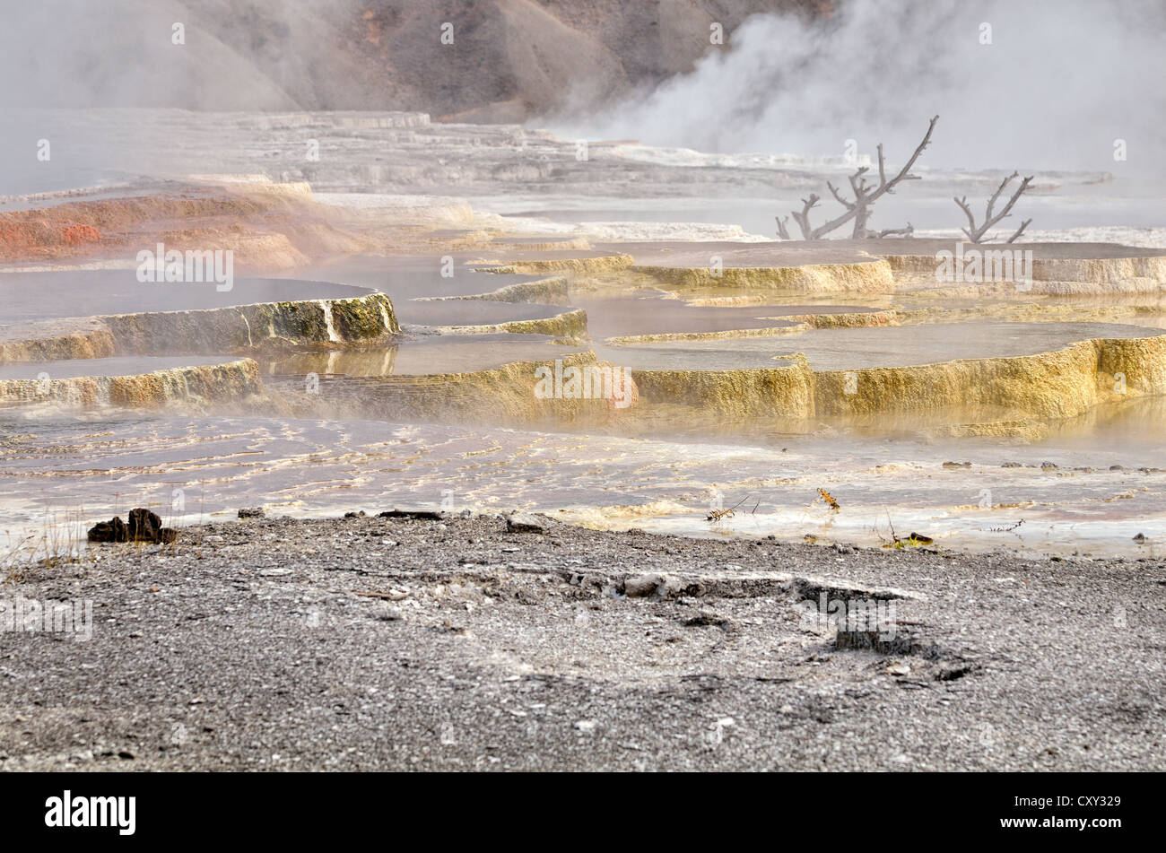 Terrasses d'agglomérés, colorés par des bactéries thermophiles, Sentier des Sources, terrasse principale, Mammoth Hot Springs, Parc National de Yellowstone Banque D'Images