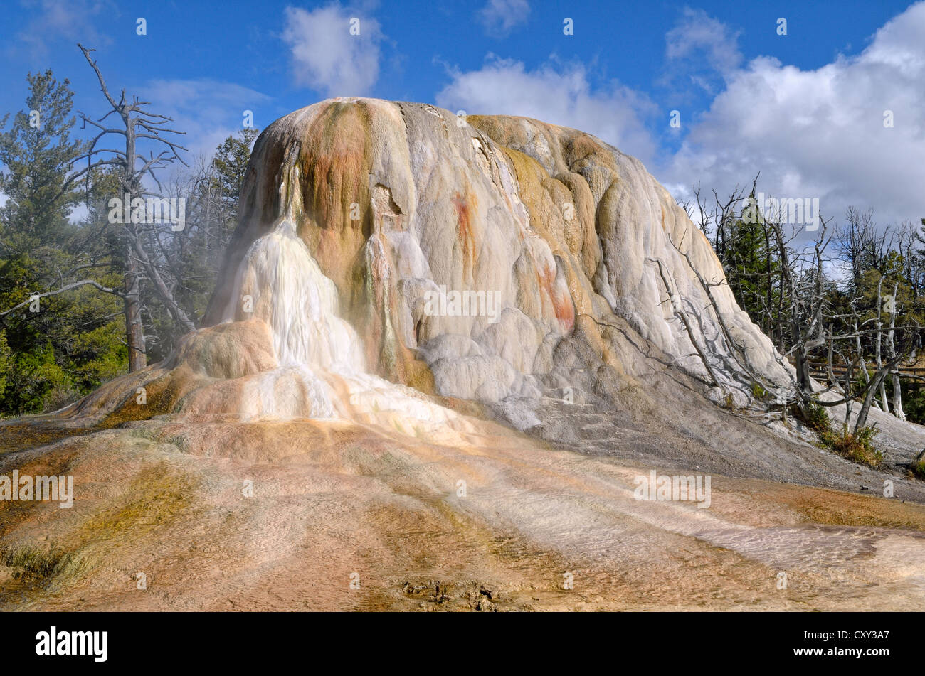 Printemps Orange Mound, terrasses supérieures, Mammoth Hot Springs, Parc National de Yellowstone, Wyoming, USA Banque D'Images