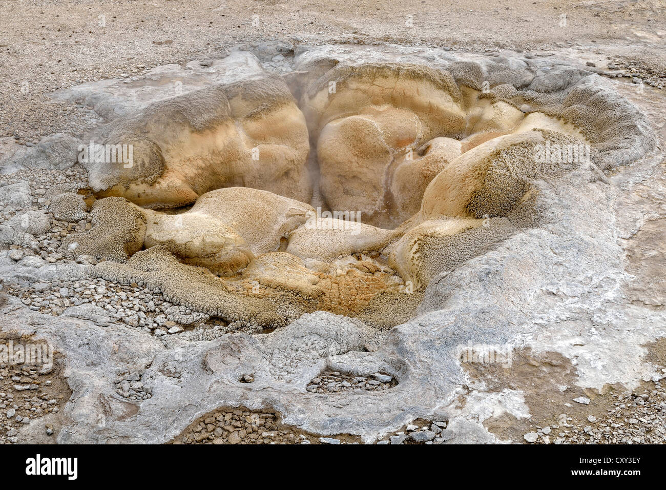 Printemps Shell, Biscuit Basin, Parc National de Yellowstone, Wyoming, USA Banque D'Images