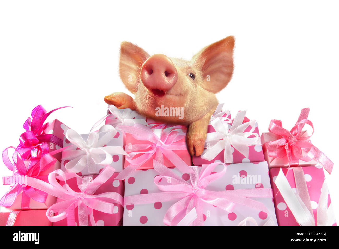 Piglet sur une pile de cadeaux rose Banque D'Images