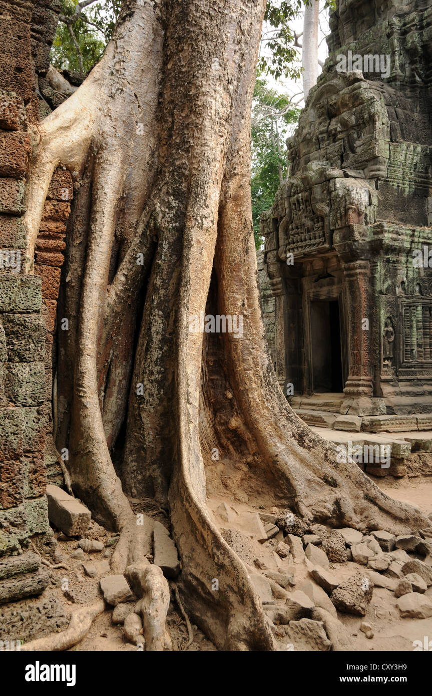 Racines contreforts couvrant le Ta Prohm temple, Angkor, Cambodge, Asie Banque D'Images
