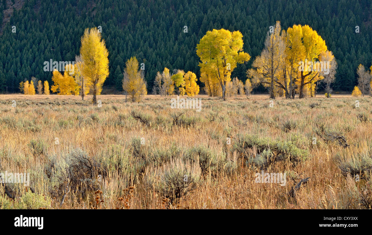 Couleur d'automne Fremont cottonwood ou Alamo peupliers (Populus fremontii), l'Antilope Appartements, Grand Teton National Park Banque D'Images