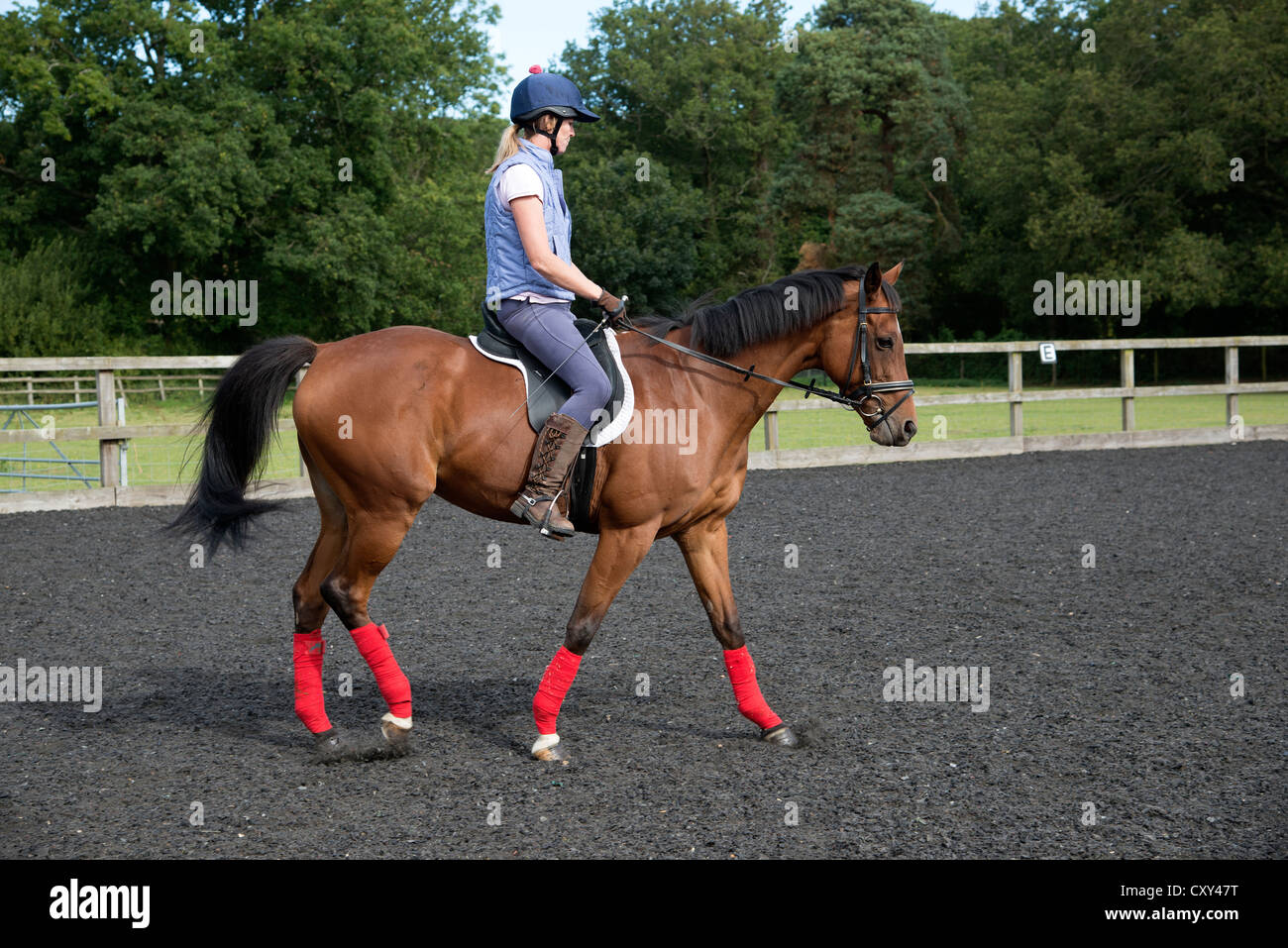 Rider femme exerçant un cheval dans un enclos Banque D'Images