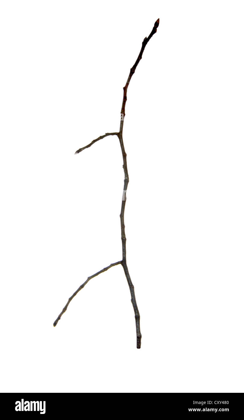 Ulmaceae Ulmus glabra Orme montagnard Banque D'Images