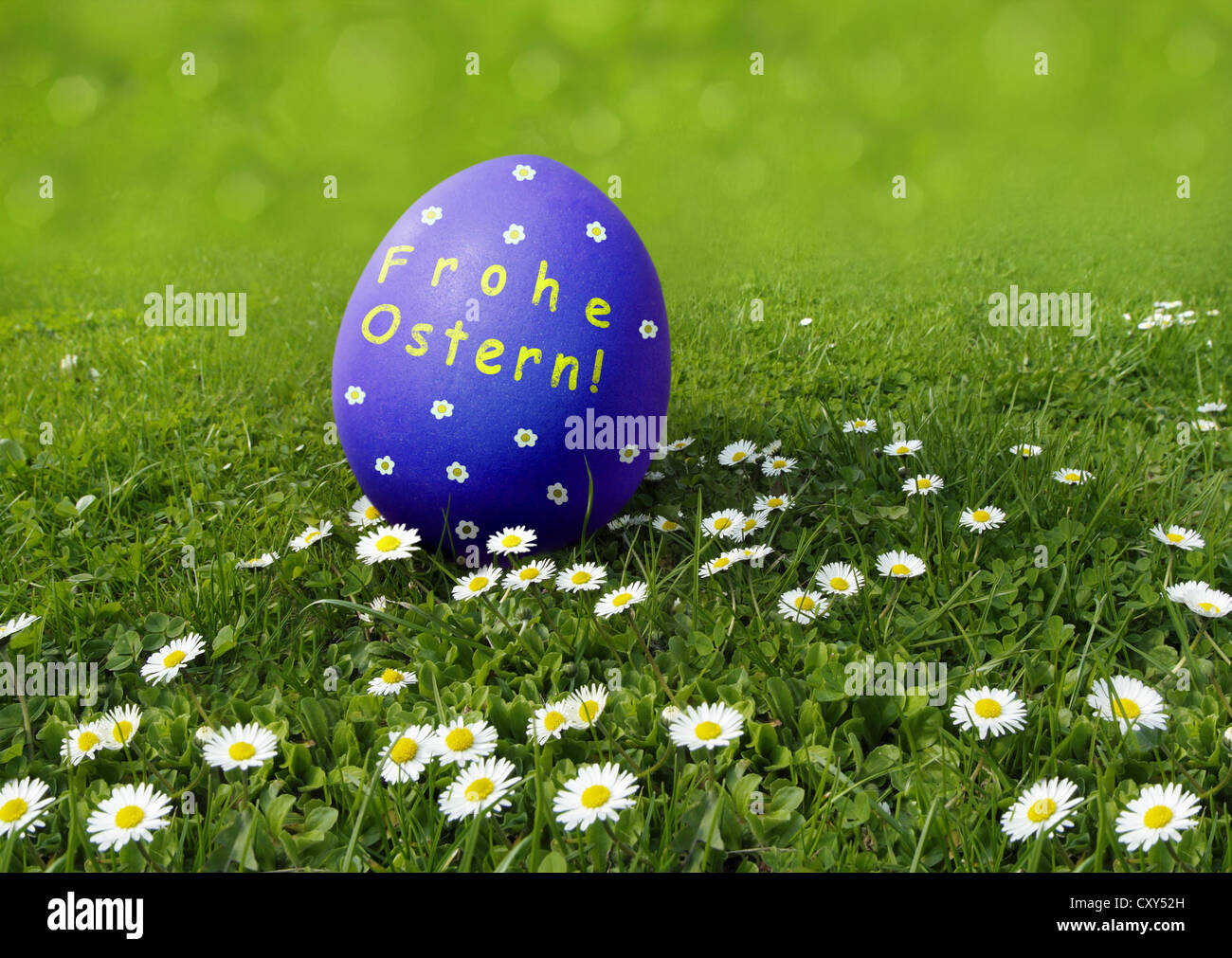 Oeufs de Pâques bleu avec 'Frohe Osten' souhaite, l'allemand pour 'Joyeuses Pâques' sur une prairie avec daisies Banque D'Images