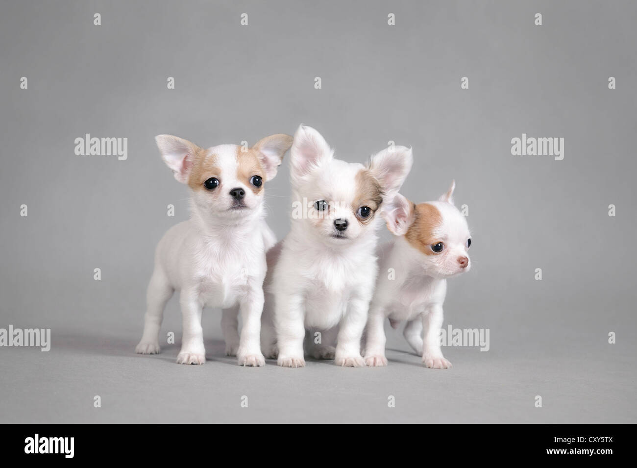 Chihuahua puppies portrait Banque D'Images