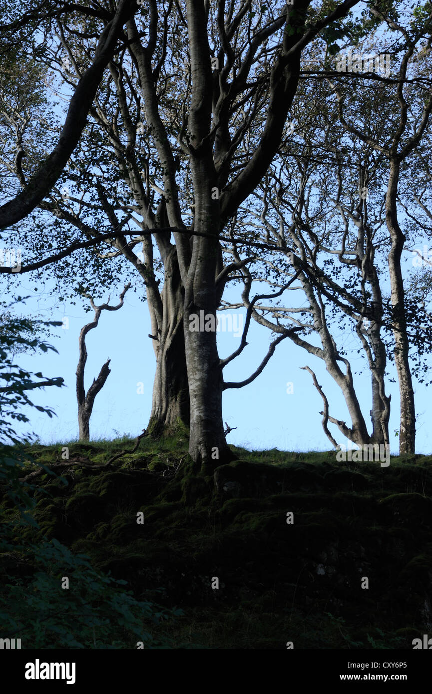 Les hêtres (Fagus sylvatica) se développer dans une vallée abritée. Banque D'Images