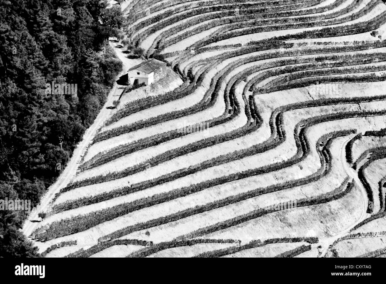 Paysage de la région du Douro au cours de la récolte. La région de Porto, au nord du Portugal. C'est considéré comme patrimoine mondial de l'Unesco Banque D'Images