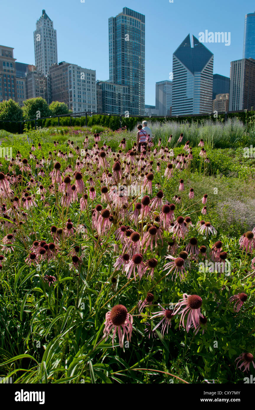 Dans le coneflowers rose Lurie Garden, 2,5 hectares de plantes indigènes, dans le Millennium Park de Chicago, Illinois, USA. Partie de plus grand toit vert. Banque D'Images