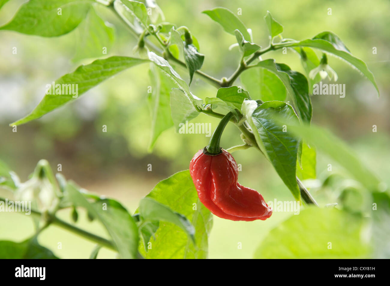 Un Naga Dorset Chilly Pepper (parmi les plus chaudes chilly variétés connu) croissant sur l'usine, red hot, mûrs et prêts pour la cueillette. Banque D'Images